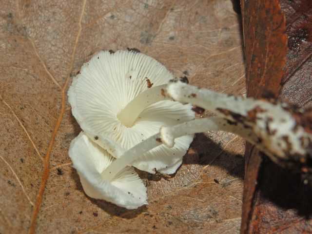 Due funghetti bianchi (Cfr. Leucoagaricus serenus)